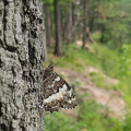 Weißer Waldportier (Brintesia circe)