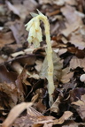 Fichtenspargel (Monotropa hypopitys)