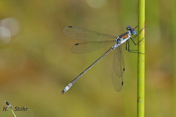 Gemeine Binsenjungfer (Lestes sponsa)