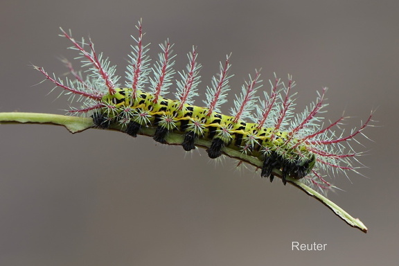 Pfauenspinner Raupe (Automeris dagmarae)