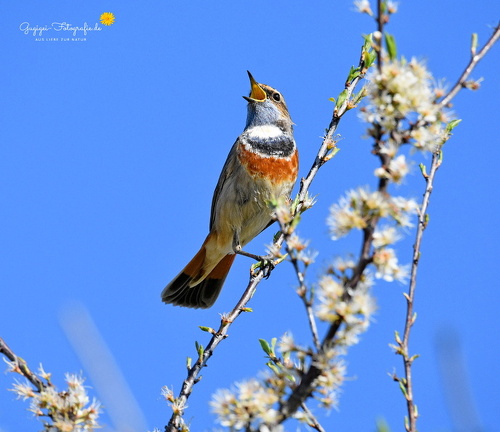Blaukehlchen (Luscinia svecica)