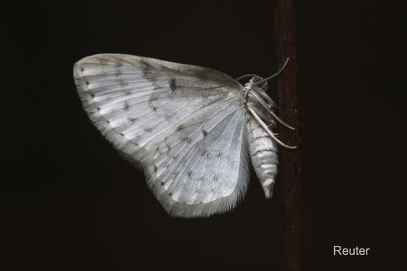 Kleinspanner (Dyscia innocentaria)