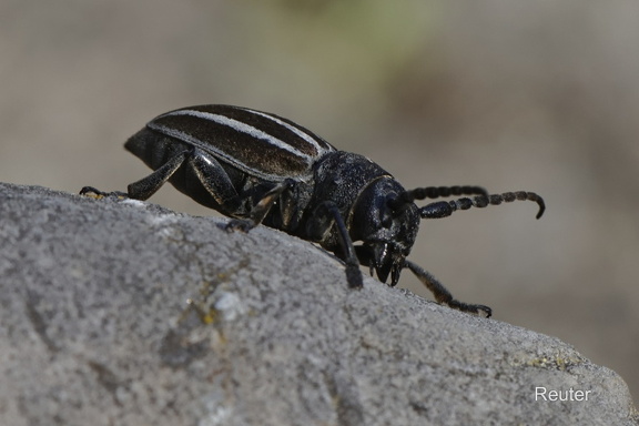 Grauflügliger Erdbock (Iberodorcadion fuliginator)