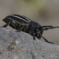 Grauflügliger Erdbock (Iberodorcadion fuliginator)