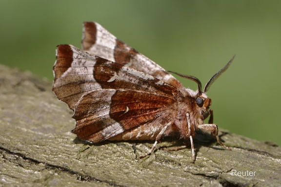 Violettbrauner Mondfleckspanner (Selenia tetralunaria)