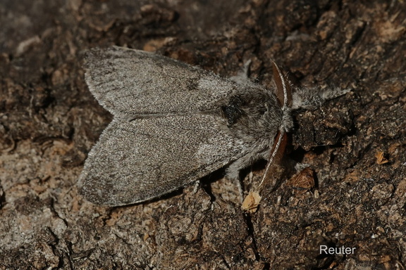 Buchen-Streckfuß-Pale Tussock(Calliteara pudibunda)
