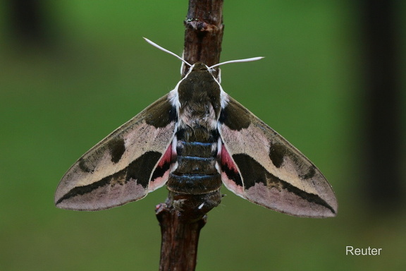 Wolfsmilchschwärmer (Hyles euphorbiae)