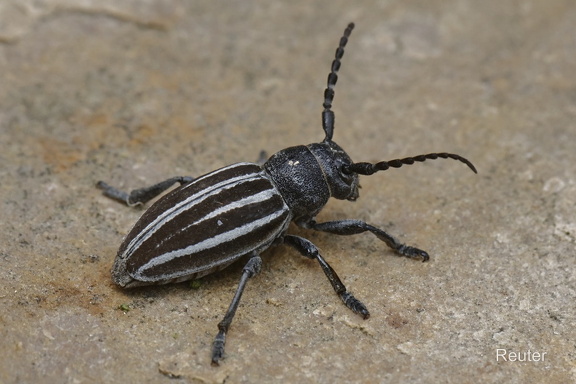 Grauflügliger Erdbock (Iberodorcadion fuliginator)