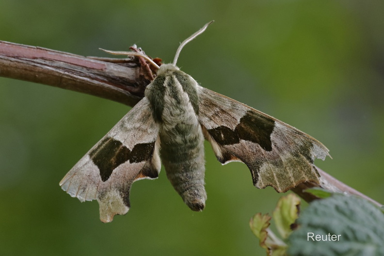 Lindenschwärmer (Mimas tiliae).jpg