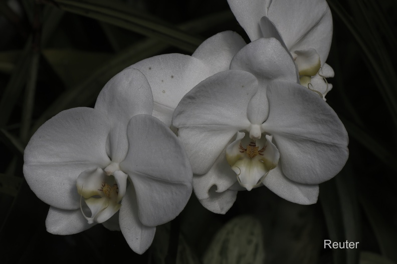 Nachtfalterorchidee (Phalaenopsis philippinensis)Foto: Karl ReuterOrt:Wilhelma- StuttgartKamera: Canon R7, EF 100mm 1:2,8 L IS USM Nachtfalterorchidee (Phalaenopsis philippinensis).jpg