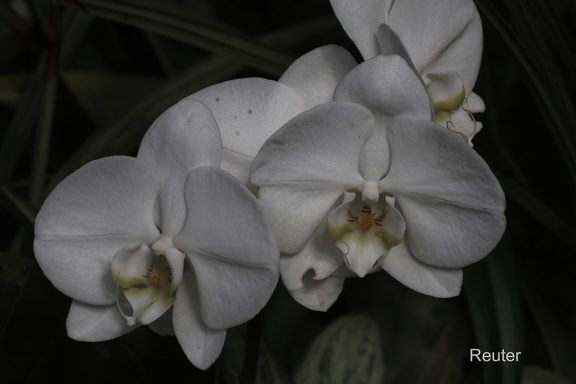 Nachtfalterorchidee (Phalaenopsis philippinensis)