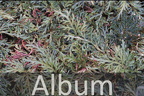 Moosfarne (Selaginella) 