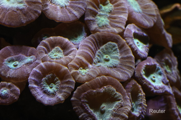 Trompetenkoralle(Caulastraea echinulata)
