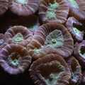 Trompetenkoralle(Caulastraea echinulata)