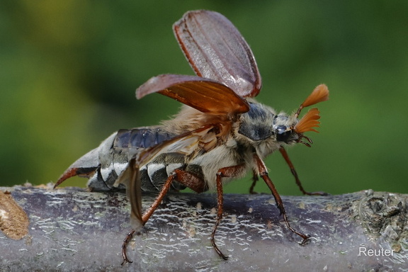 Feldmaikäfer (Melolontha melolontha)