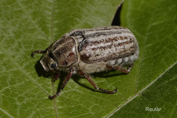 The ten-lined June beetle (Polyphylla decemlineata)