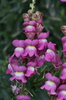 Großes Löwenmaul (Antirrhinum majus)