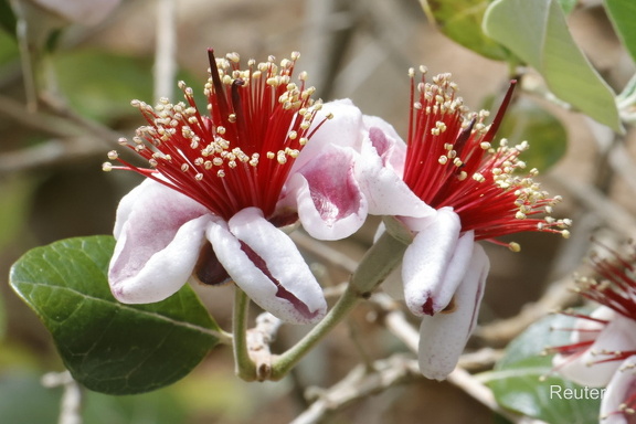 Ananas Guave (Acca sellowiana)