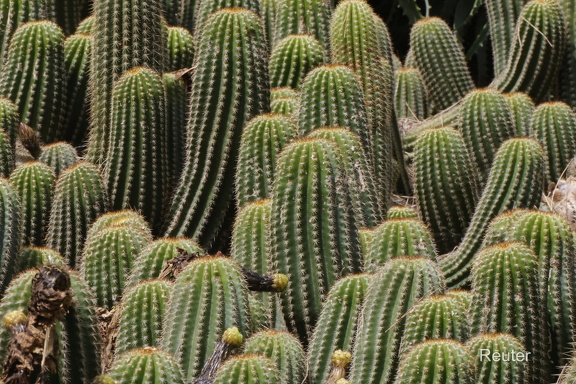 Soehrensia spachiana