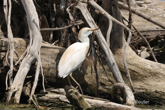 Kuhreiher (Ardea ibis- Bubulcus ibis)