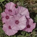 Kantabrische Winde (Convolvulus cantabrica)
