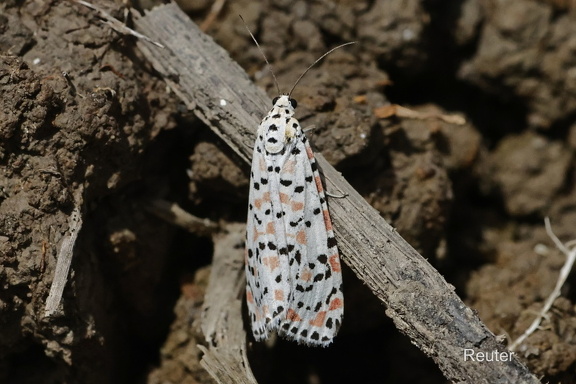 Harlekinbär (Utetheisa pulchella)