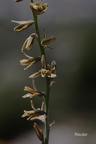 Schweifblatt (Dipcadi serotinum)
