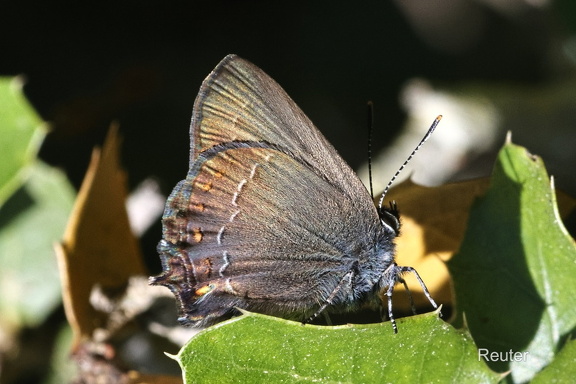 Brauner Eichen-Zipfelfalter (Satyrium ilicis)