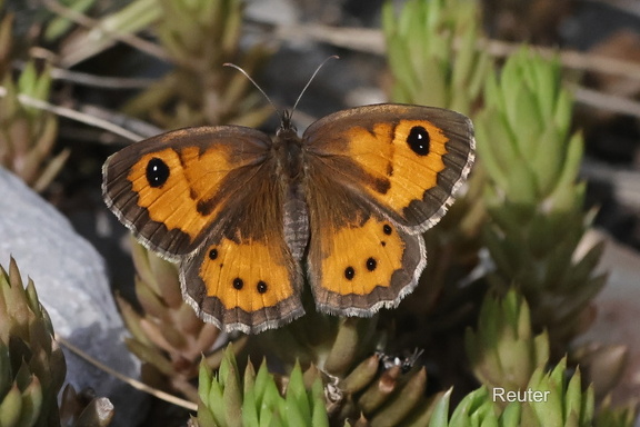 Spanisches Ochsenauge (Pyronia bathseba)