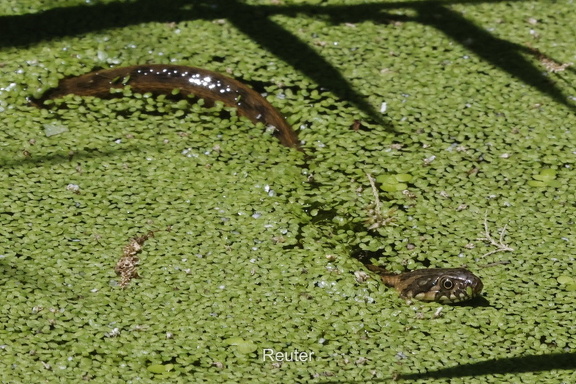 Vipernatter (Natrix maura)