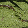 Vipernatter (Natrix maura)