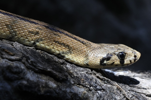 Treppennatter (Rhinechis scalaris)