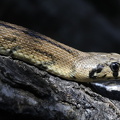 Treppennatter (Rhinechis scalaris)