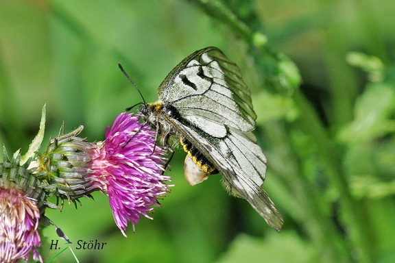 Schwarzer Apollo (Parnassius mnemosyne)