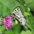 Schwarzer Apollo (Parnassius mnemosyne)