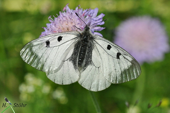 Schwarzer Apollo (Parnassius mnemosyne)