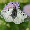 Schwarzer Apollo (Parnassius mnemosyne)