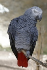 Graupapagei (Psittacus erithacus)