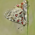 Roter Apollo (Parnassius apollo)