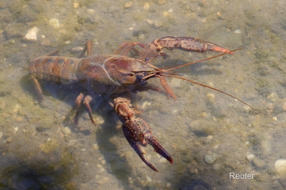 Roter Amerikanischer Sumpfkrebs (Procambarus clarkii)