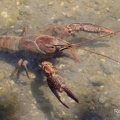 Roter Amerikanischer Sumpfkrebs (Procambarus clarkii)