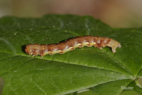Große Frostspanner (Reaup) (Erannis defoliaria)