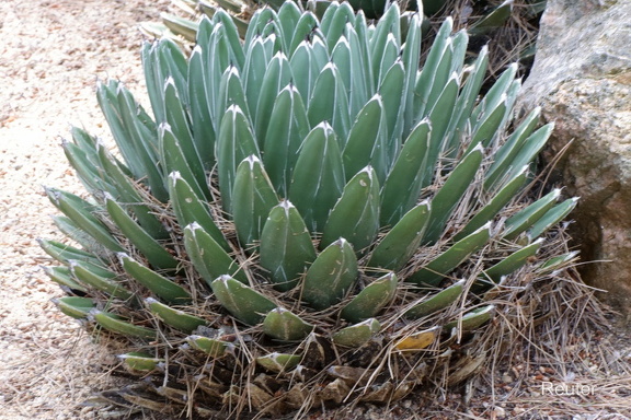 Agave ( Victoriae-reginae)