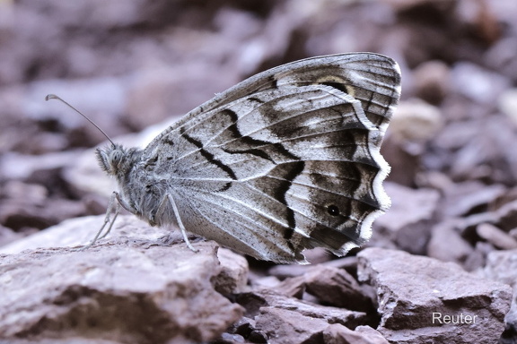 Gestreifter Felsenfalter (Hipparchia fidia)