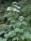 Riesen-Bärenklau (Heracleum mantegazzianum)1