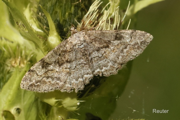 Großer Rindenspanner (Hypomecis roboraria)