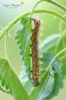 C-Falter (Raupe) - Comma Butterfly (Polygonia c-album)