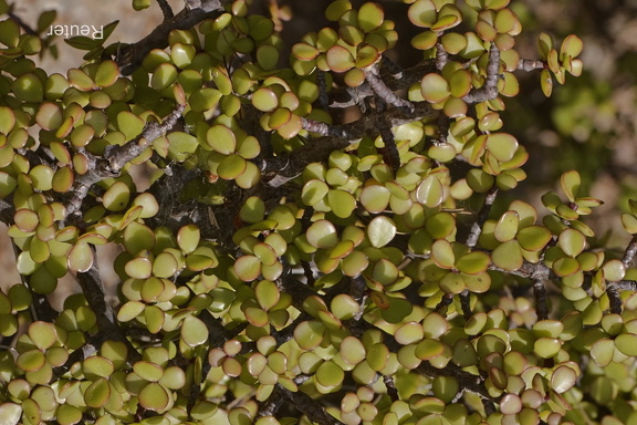 Speckbaum und Elefantenbaum. (Portulacaria afra)