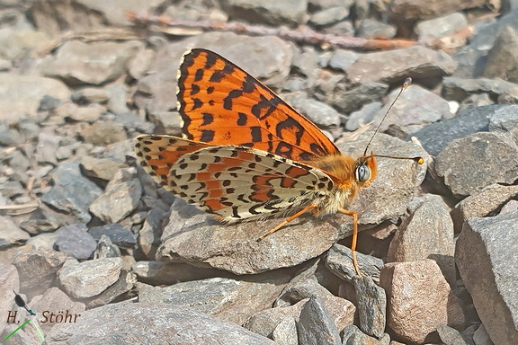 Roter Scheckenfalter (Melitaea didyma)