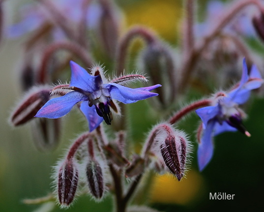 Borretsch, Gurkenkraut (Borago officinalis)